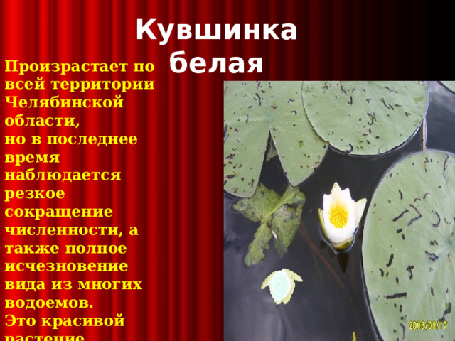 Кувшинка белая Произрастает по всей территории Челябинской области, но в последнее время наблюдается резкое сокращение численности, а также полное исчезновение вида из многих водоемов. Это красивой растение мы можем увидеть на озерах Плесо, Сугомак, Казгалы .