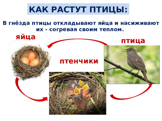 КАК РАСТУТ ПТИЦЫ: В гнёзда птицы откладывают яйца и насиживают их - согревая своим теплом. яйца птица птенчики