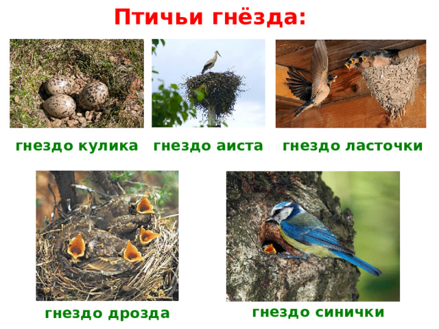 Птичьи гнёзда: гнездо кулика гнездо ласточки гнездо аиста гнездо синички гнездо дрозда