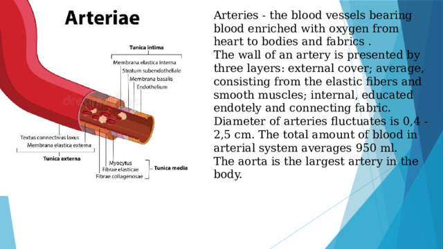 Arteries - the blood vessels bearing blood enriched with oxygen from heart to bodies and fabrics . The wall of an artery is presented by three layers: external cover; average, consisting from the elastic fibers and smooth muscles; internal, educated endotely and connecting fabric. Diameter of arteries fluctuates is 0,4 - 2,5 cm. The total amount of blood in arterial system averages 950 ml. The aorta is the largest artery in the body.