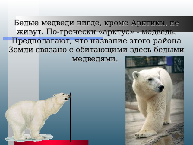 Белые медведи нигде, кроме Арктики, не живут. По-гречески «арктус» - медведь. Предполагают, что название этого района Земли связано с обитающими здесь белыми медведями.