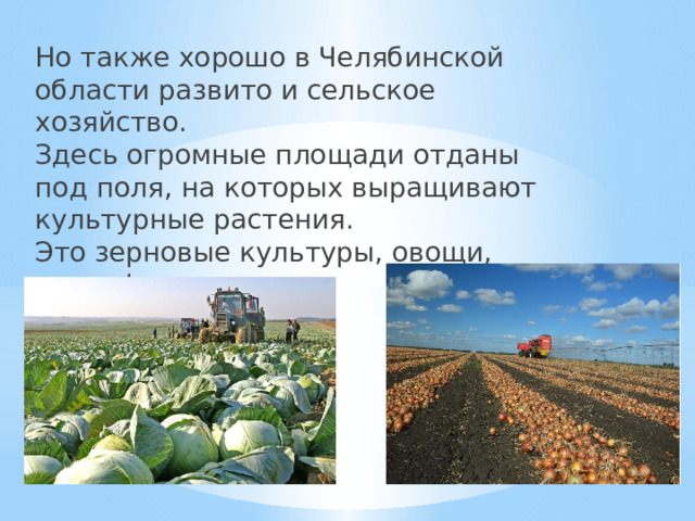 Но также хорошо в Челябинской области развито и сельское хозяйство.  Здесь огромные площади отданы под поля, на которых выращивают культурные растения.  Это зерновые культуры, овощи, картофель.