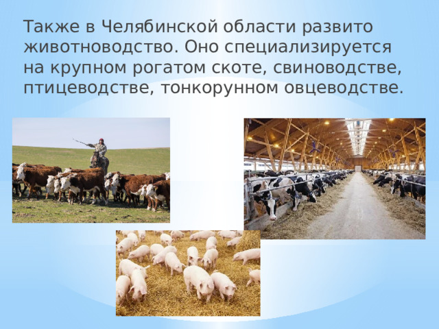 Также в Челябинской области развито животноводство. Оно специализируется на крупном рогатом скоте, свиноводстве, птицеводстве, тонкорунном овцеводстве.