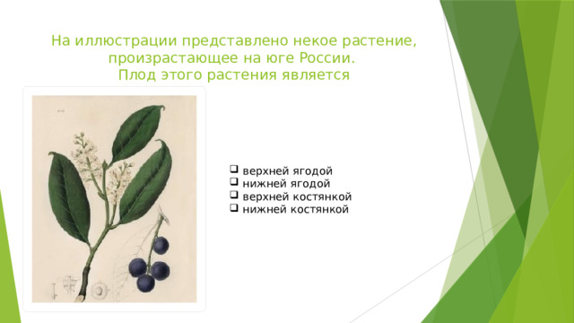 На иллюстрации представлено некое растение, произрастающее на юге России.  Плод этого растения является