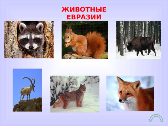 Кто живет в евразии. Животные Евразии. Животные для Евы. Жители Евразии животные. Животные обитающие в Евразии.