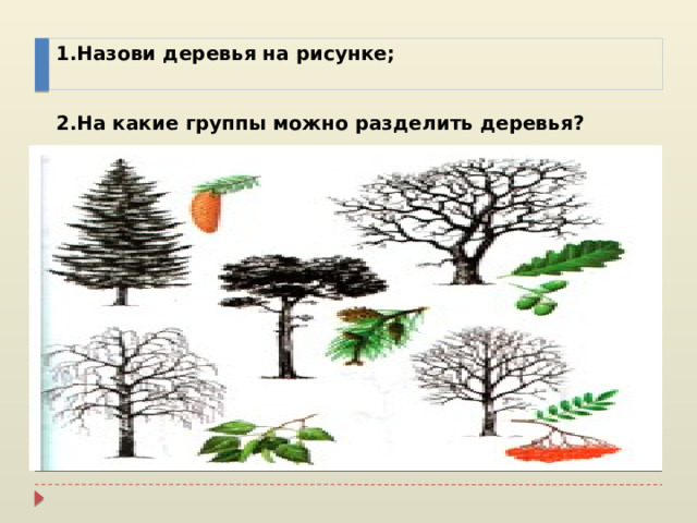 1.Назови деревья на рисунке;    2.На какие группы можно разделить деревья? Вставка рисунка