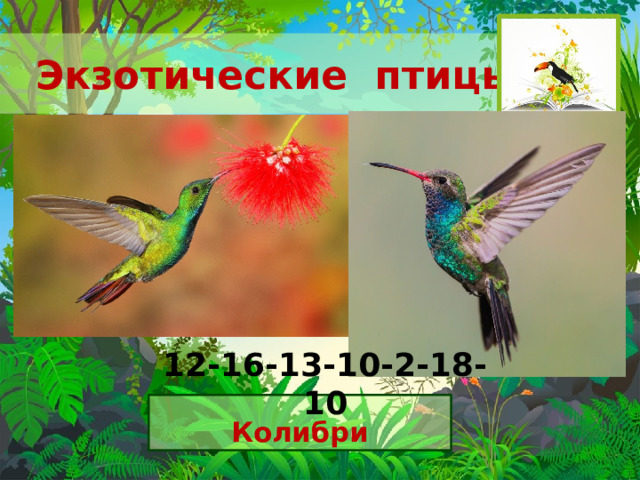 Экзотические птицы 12-16-13-10-2-18-10  Колибри