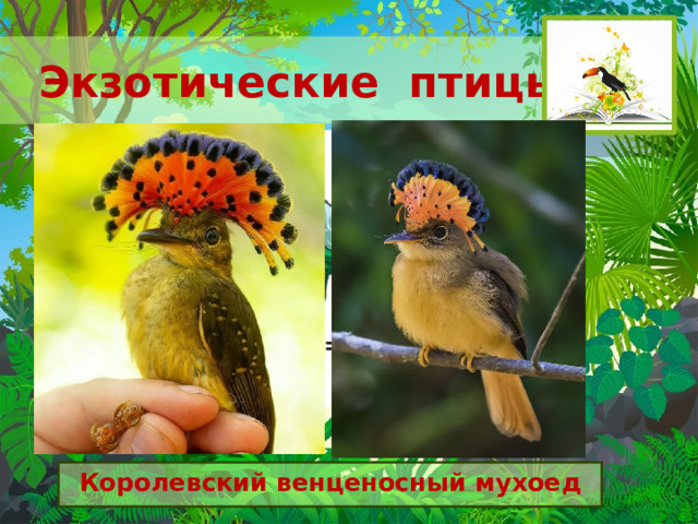 Экзотические птицы Королевский венценосный мухоед