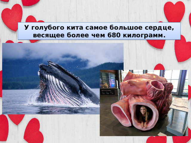 У голубого кита самое большое сердце, весящее более чем 680 килограмм.