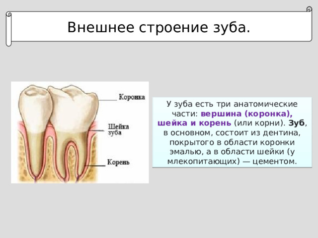 Внешнее строение зуба. У зуба есть три анатомические части: вершина (коронка), шейка и корень (или корни).  Зуб , в основном, состоит из дентина, покрытого в области коронки эмалью, а в области шейки (у млекопитающих) — цементом.