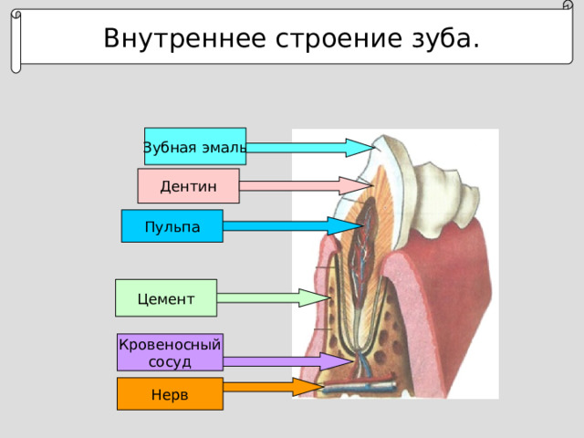 Внутреннее строение зуба. Зубная эмаль Дентин Пульпа Цемент Кровеносный сосуд Нерв
