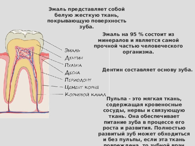 Эмаль представляет собой белую жесткую ткань, покрывающую поверхность зуба. Эмаль на 95 % состоит из минералов и является самой прочной частью человеческого организма. Дентин составляет основу зуба. Пульпа - это мягкая ткань, содержащая кровеносные сосуды, нервы и связующую ткань. Она обеспечивает питание зуба в процессе его роста и развития. Полностью развитый зуб может обходиться и без пульпы, если эта ткань повреждена, то зубной врач может ее удалить.