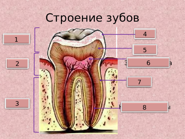 Строение зубов 4 Эмаль Коронка 1 Дентин 5 6 Зубная пульпа 2 Шейка 7 Цемент Корень 3 Нервы и сосуды 8