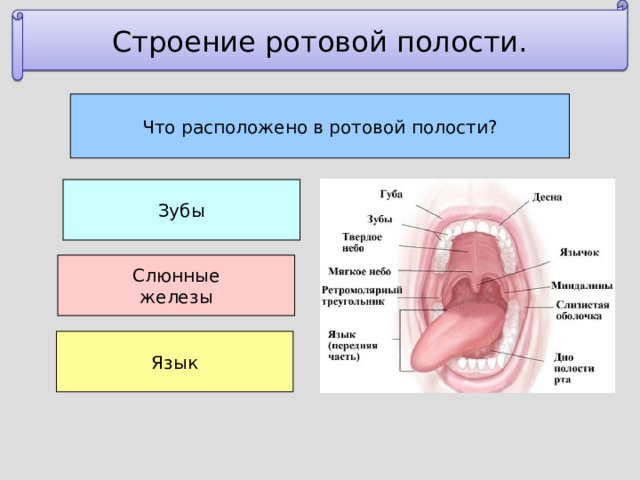 Структуры полости рта. Ротовая полость анатомия язык. Строение ротовой полости. Слюнные железы ротовой полости.