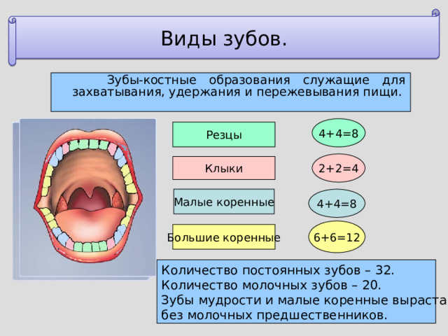Виды зубов.  Зубы-костные образования служащие для захватывания, удержания и пережевывания пищи. 4+4=8 Резцы 2+2=4 Клыки Малые коренные 4+4=8 6+6=12 Большие коренные Количество постоянных зубов – 32. Количество молочных зубов – 20. Зубы мудрости и малые коренные вырастают без молочных предшественников.
