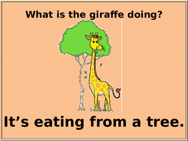 What is the giraffe doing? It’s eating from a tree.