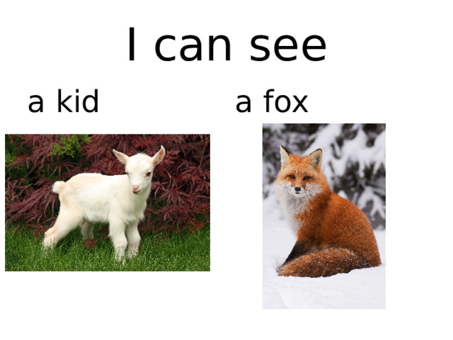 I can see a kid a fox