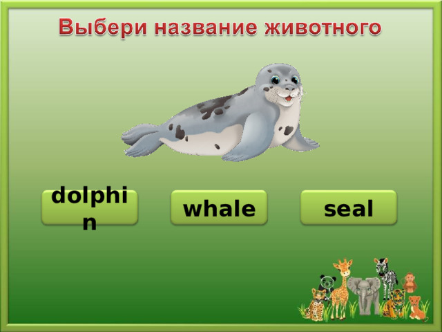 seal dolphin whale