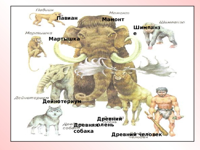 Павиан Мамонт Шимпанзе Мартышка Дейнотериум Древний олень Древняя собака Древний человек