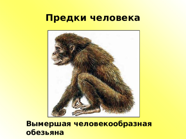 Предки человека Вымершая человекообразная обезьяна