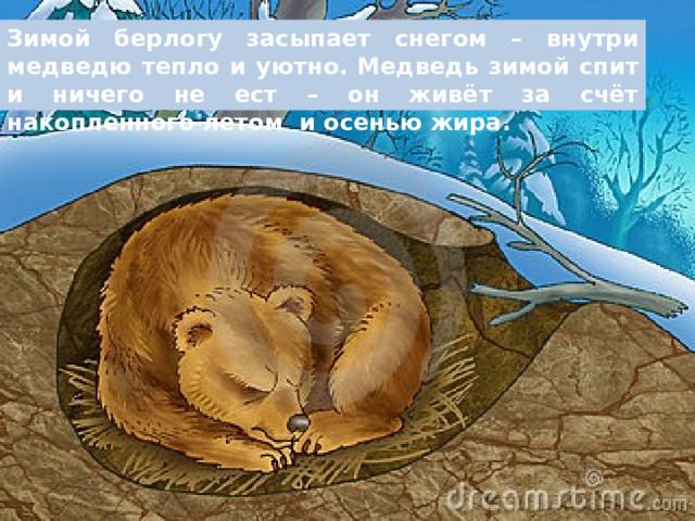 Зимой берлогу засыпает снегом – внутри медведю тепло и уютно.  Медведь зимой спит и ничего не ест – он живёт за счёт накопленного летом  и осенью жира.