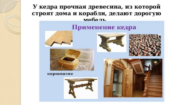У кедра прочная древесина, из которой строят дома и корабли, делают дорогую мебель.