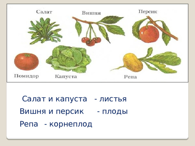 Салат и капуста - листья Вишня и персик - плоды Репа - корнеплод