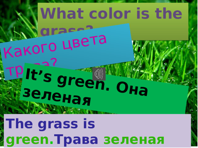 Какого цвета трава? It’s green. Она зеленая What color is the grass? The grass is green . Трава зеленая