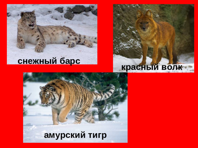 снежный барс красный волк   амурский тигр