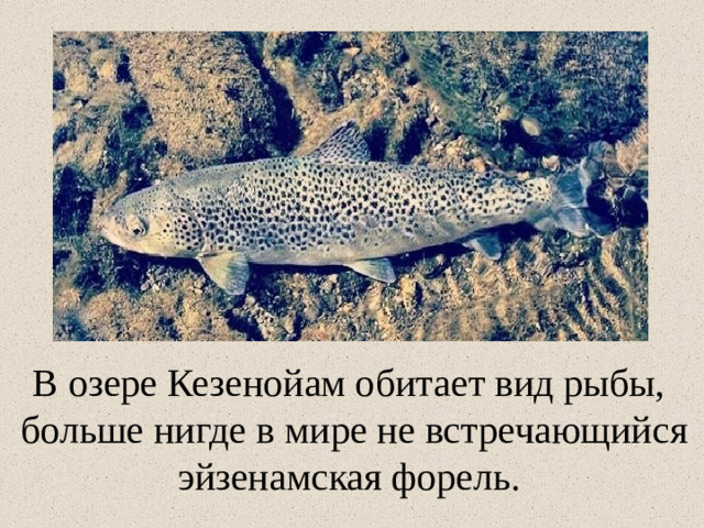 В озере Кезенойам обитает вид рыбы,  больше нигде в мире не встречающийся  эйзенамская форель.
