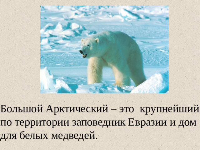 Большой Арктический – это крупнейший по территории заповедник Евразии и дом для белых медведей.