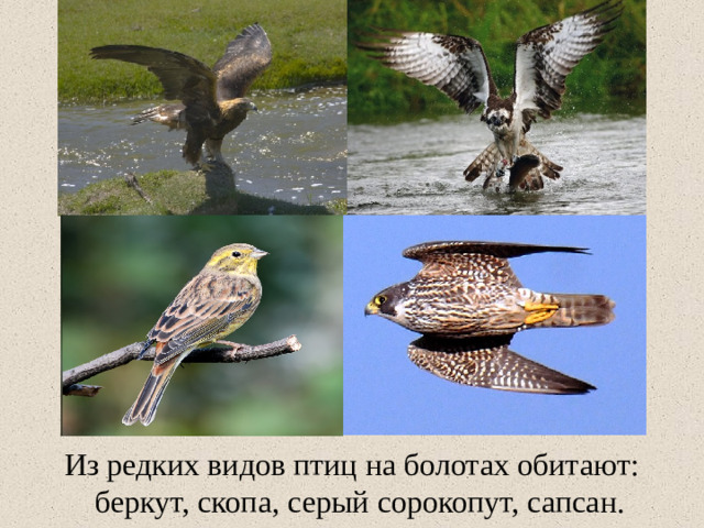 Из редких видов птиц на болотах обитают:    беркут, скопа, серый сорокопут, сапсан.