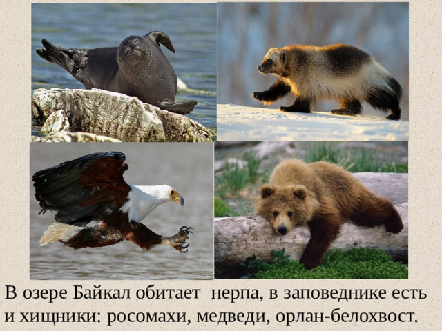 В озере Байкал обитает нерпа, в  заповеднике есть и хищники: росомахи, медведи, орлан-белохвост.