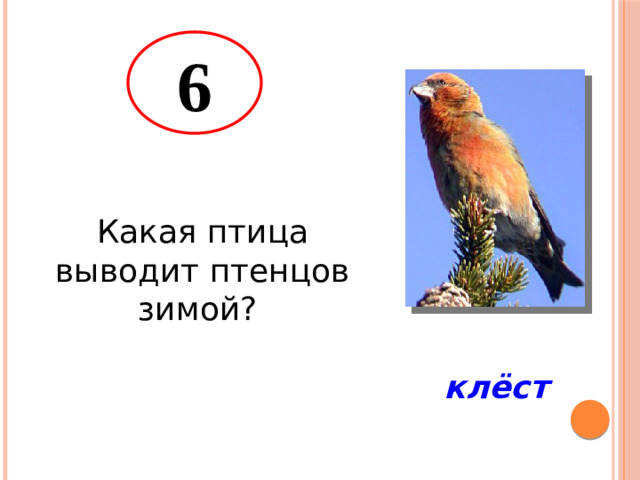 6 Какая птица выводит птенцов зимой? клёст