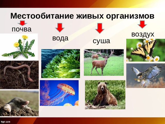 Местообитание живых организмов почва воздух вода суша