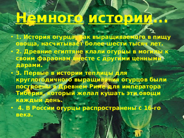 Немного  истории ... 1 . История огурца, как выращиваемого в пищу овоща, насчитывает более шести тысяч лет. 2. Древние египтяне клали огурцы в могилы к своим фараонам вместе с другими ценными дарами. 3. Первые в истории теплицы для круглогодичного выращивания огурцов были построены в Древнем Риме для императора Тиберия, который желал кушать эти овощи каждый день.  4. В России огурцы распространены с 16-го века.