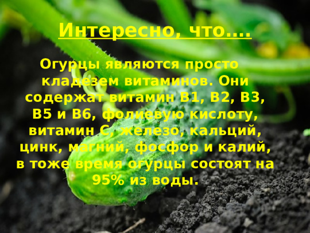 Интересно, что…. Огурцы являются просто кладезем витаминов. Они содержат витамин В1, В2, В3, В5 и В6, фолиевую кислоту, витамин С, железо, кальций, цинк, магний, фосфор и калий, в тоже время огурцы состоят на 95% из воды.