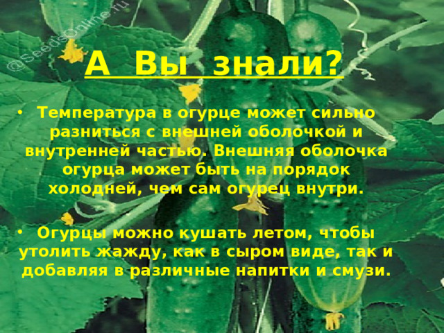 А Вы знали?  Температура в огурце может сильно разниться с внешней оболочкой и внутренней частью. Внешняя оболочка огурца может быть на порядок холодней, чем сам огурец внутри.