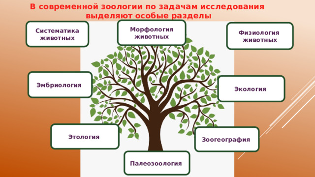 В современной зоологии по задачам исследования  выделяют особые разделы Морфология животных Систематика животных Физиология животных Эмбриология Экология Этология Зоогеография Палеозоология