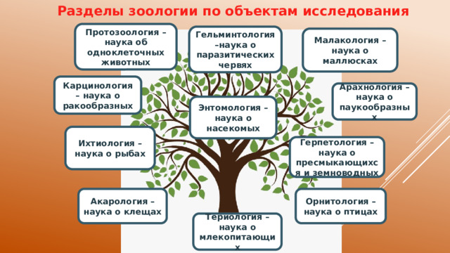 Разделы зоологии по объектам исследования Протозоология – наука об одноклеточных животных Гельминтология –наука о паразитических червях Малакология – наука о маллюсках Карцинология – наука о ракообразных Арахнология – наука о паукообразных Энтомология – наука о насекомых Ихтиология – наука о рыбах Герпетология – наука о пресмыкающихся и земноводных Акарология – наука о клещах Орнитология – наука о птицах Териология – наука о млекопитающих