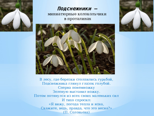 Подснежники –  миниатюрные колокольчики в проталинах В лесу, где березки столпились гурьбой, Подснежника глянул глазок голубой. Сперва понемножку Зеленую выставил ножку. Потом потянулся из всех своих маленьких сил И тихо спросил: «Я вижу, погода тепла и ясна, Скажите, ведь, правда, что это весна?» (П. Соловьева)