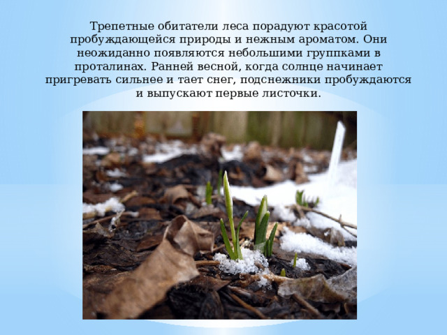 Трепетные обитатели леса порадуют красотой пробуждающейся природы и нежным ароматом. Они неожиданно появляются небольшими группками в проталинах. Ранней весной, когда солнце начинает пригревать сильнее и тает снег, подснежники пробуждаются и выпускают первые листочки.