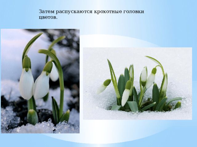 Затем распускаются крохотные головки цветов.