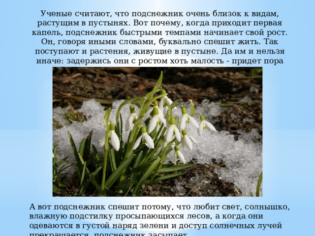 Ученые считают, что подснежник очень близок к видам, растущим в пустынях. Вот почему, когда приходит первая капель, подснежник быстрыми темпами начинает свой рост. Он, говоря иными словами, буквально спешит жить. Так поступают и растения, живущие в пустыне. Да им и нельзя иначе: задержись они с ростом хоть малость - придет пора испепеляющего зноя и пустынникам не выжить. А вот подснежник спешит потому, что любит свет, солнышко, влажную подстилку просыпающихся лесов, а когда они одеваются в густой наряд зелени и доступ солнечных лучей прекращается, подснежник засыпает.