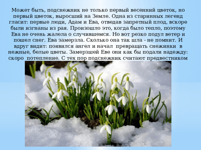 Может быть, подснежник не только первый весенний цветок, но первый цветок, выросший на Земле. Одна из старинных легенд гласит: первые люди, Адам и Ева, отведав запретный плод, вскоре были изгнаны из рая. Произошло это, когда было тепло, поэтому Ева не очень жалела о случившемся. Но вот резко подул ветер и пошел снег. Ева замерзла. Сколько она так шла - не помнит. И вдруг видит: появился ангел и начал превращать снежинки в нежные, белые цветы. Замерзшей Еве они как бы подали надежду: скоро потепление. С тех пор подснежник считают предвестником тепла и надежды.