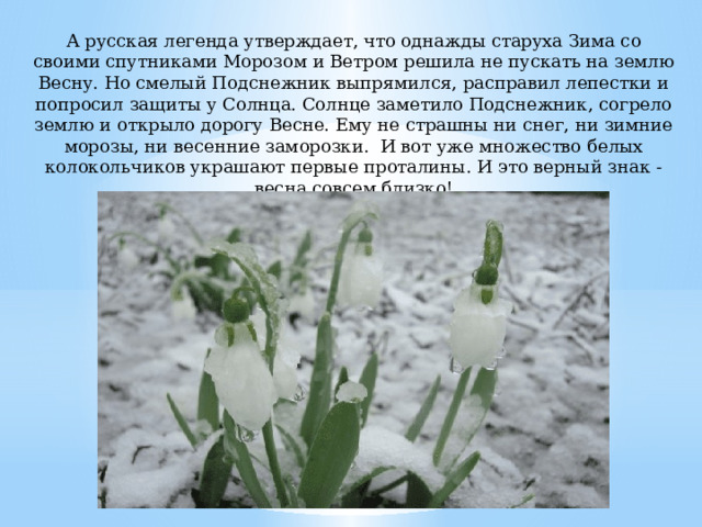 А русская легенда утверждает, что однажды старуха Зима со своими спутниками Морозом и Ветром решила не пускать на землю Весну. Но смелый Подснежник выпрямился, расправил лепестки и попросил защиты у Солнца. Солнце заметило Подснежник, согрело землю и открыло дорогу Весне. Ему не страшны ни снег, ни зимние морозы, ни весенние заморозки. И вот уже множество белых колокольчиков украшают первые проталины. И это верный знак - весна совсем близко!