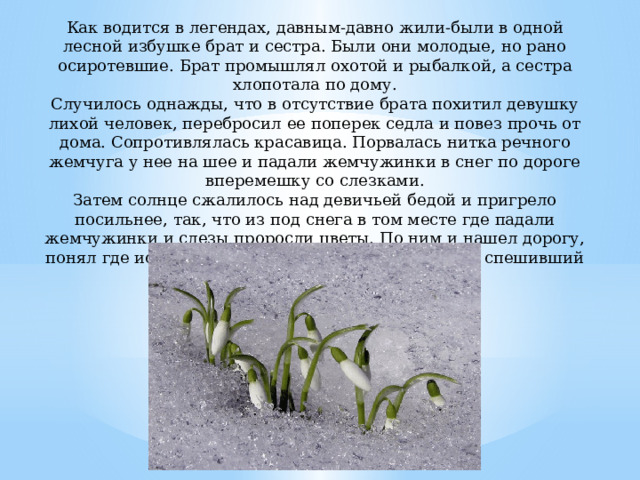 Как водится в легендах, давным-давно жили-были в одной лесной избушке брат и сестра. Были они молодые, но рано осиротевшие. Брат промышлял охотой и рыбалкой, а сестра хлопотала по дому. Случилось однажды, что в отсутствие брата похитил девушку лихой человек, перебросил ее поперек седла и повез прочь от дома. Сопротивлялась красавица. Порвалась нитка речного жемчуга у нее на шее и падали жемчужинки в снег по дороге вперемешку со слезками. Затем солнце сжалилось над девичьей бедой и пригрело посильнее, так, что из под снега в том месте где падали жемчужинки и слезы проросли цветы. По ним и нашел дорогу, понял где искать свою сестрицу отважный юноша, спешивший на выручку.