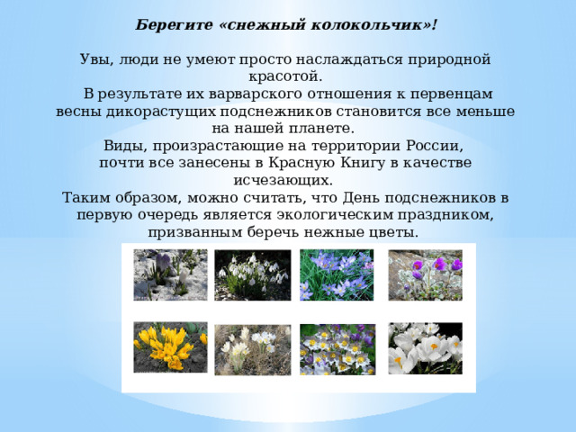 Берегите «снежный колокольчик»!  Увы, люди не умеют просто наслаждаться природной красотой.  В результате их варварского отношения к первенцам весны дикорастущих подснежников становится все меньше на нашей планете. Виды, произрастающие на территории России, почти все занесены в Красную Книгу в качестве исчезающих. Таким образом, можно считать, что День подснежников в первую очередь является экологическим праздником, призванным беречь нежные цветы. Будьте гуманными и вы!