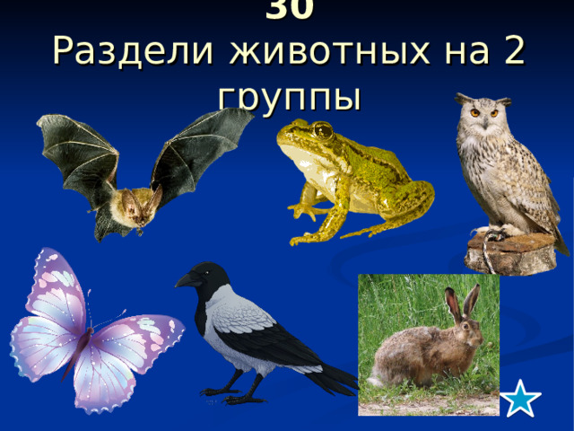 30  Раздели животных на 2 группы