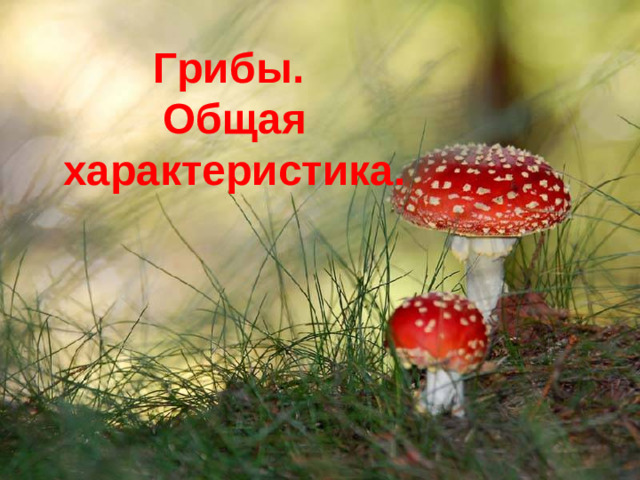 Грибы.  Общая характеристика.